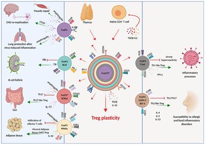 One, No One, and One Hundred Thousand: T Regulatory Cells' Multiple Identities in Neuroimmunity